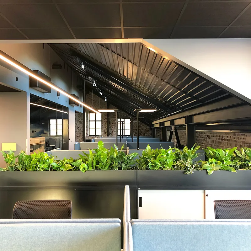 Kontorplanter,
