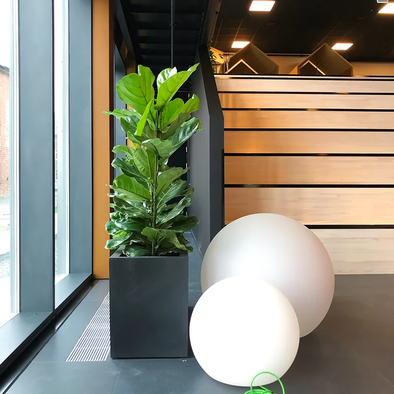 Ficus Lyrata,