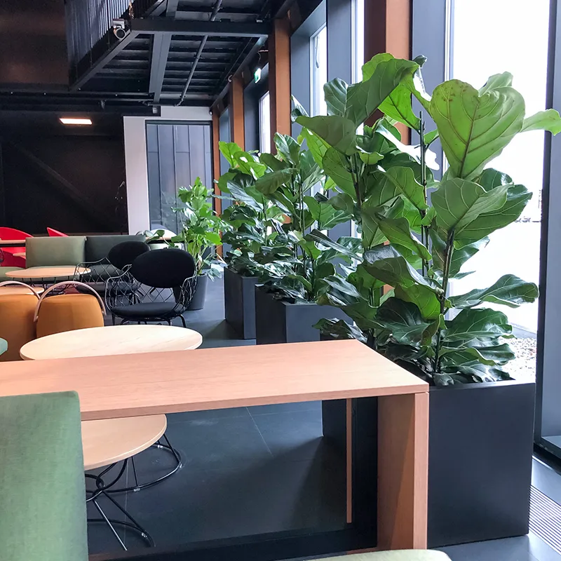 Ficus lyrata,