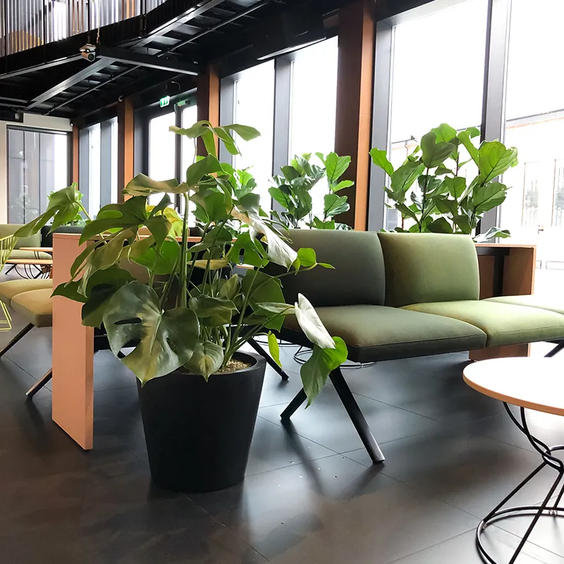 Monstera plante,