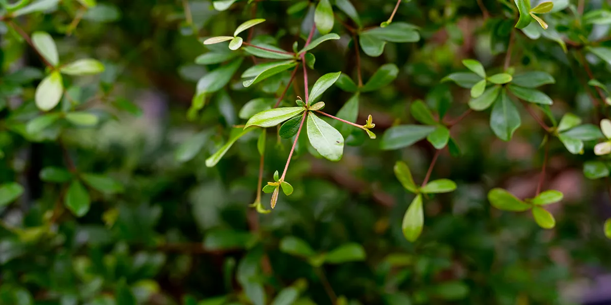 Bucida blad,