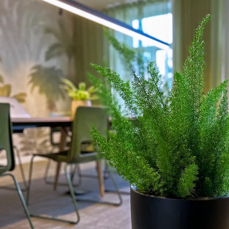 Grønn plante i kontormiljø,