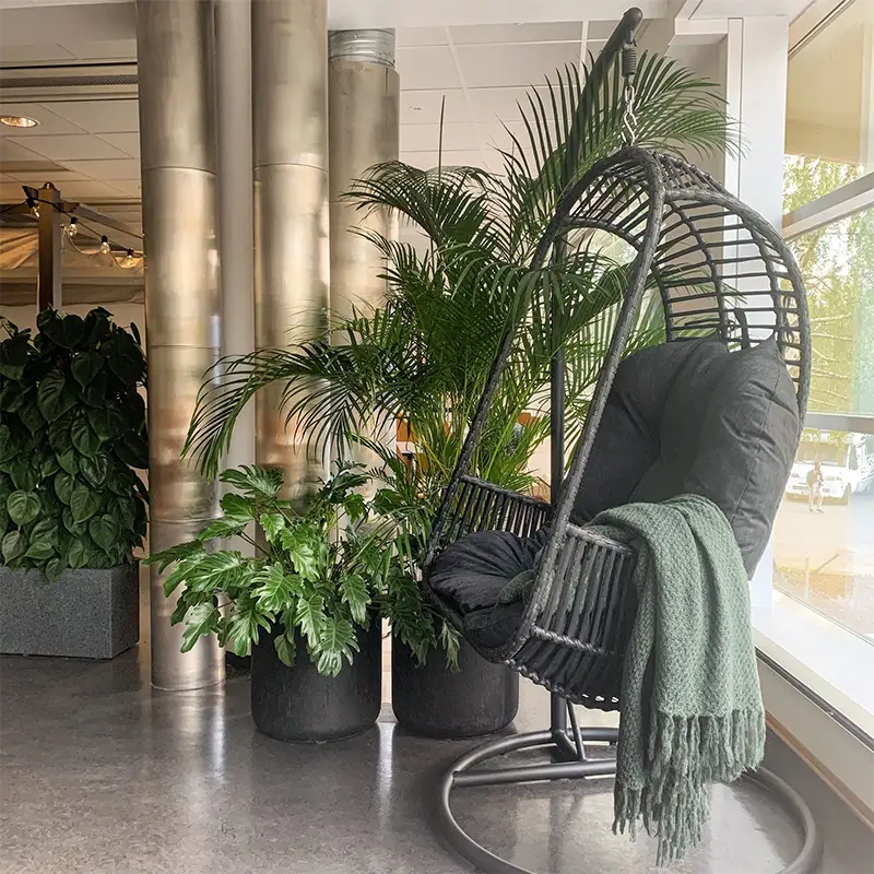 Innendørs plantemiljø,