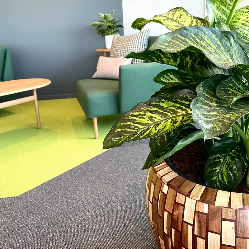 Kontorplanter,
