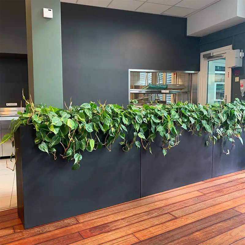 Langstrakte plantekasser,