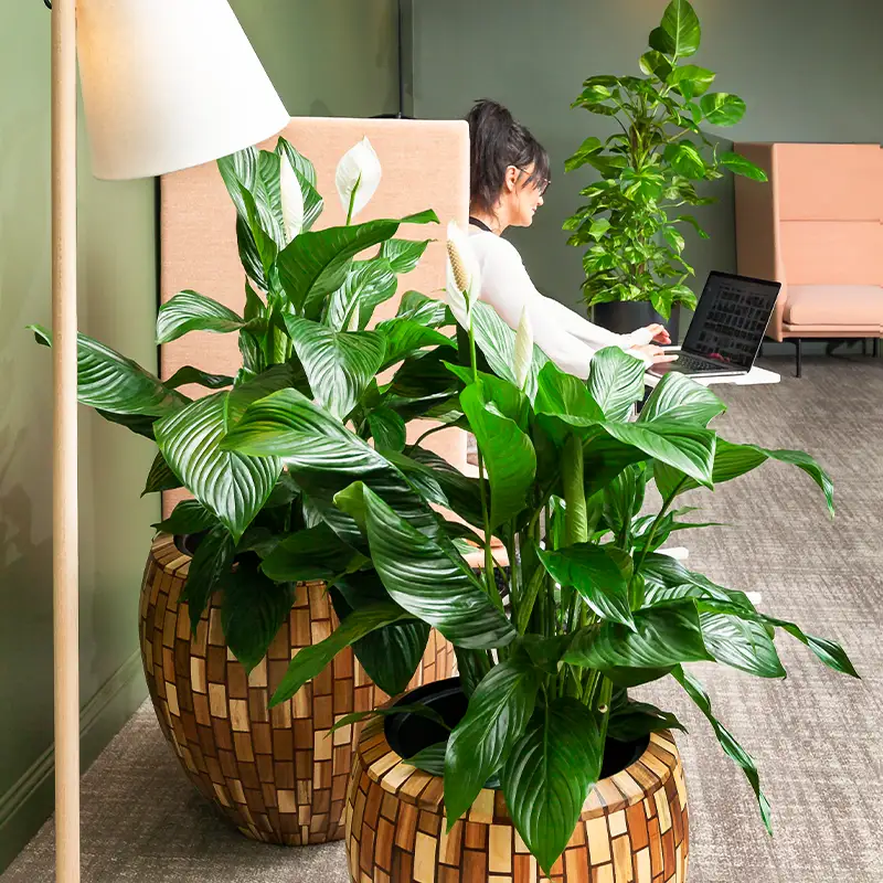Luftrensende kontorplanter,