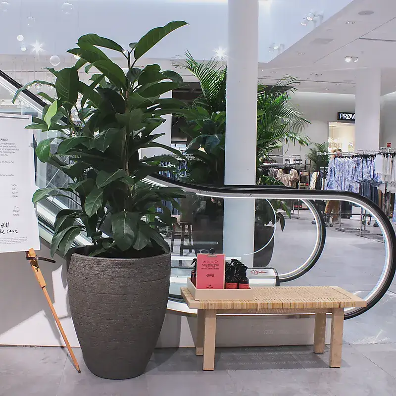 Planteinnredning hos Hennes & Mauritz (1),
