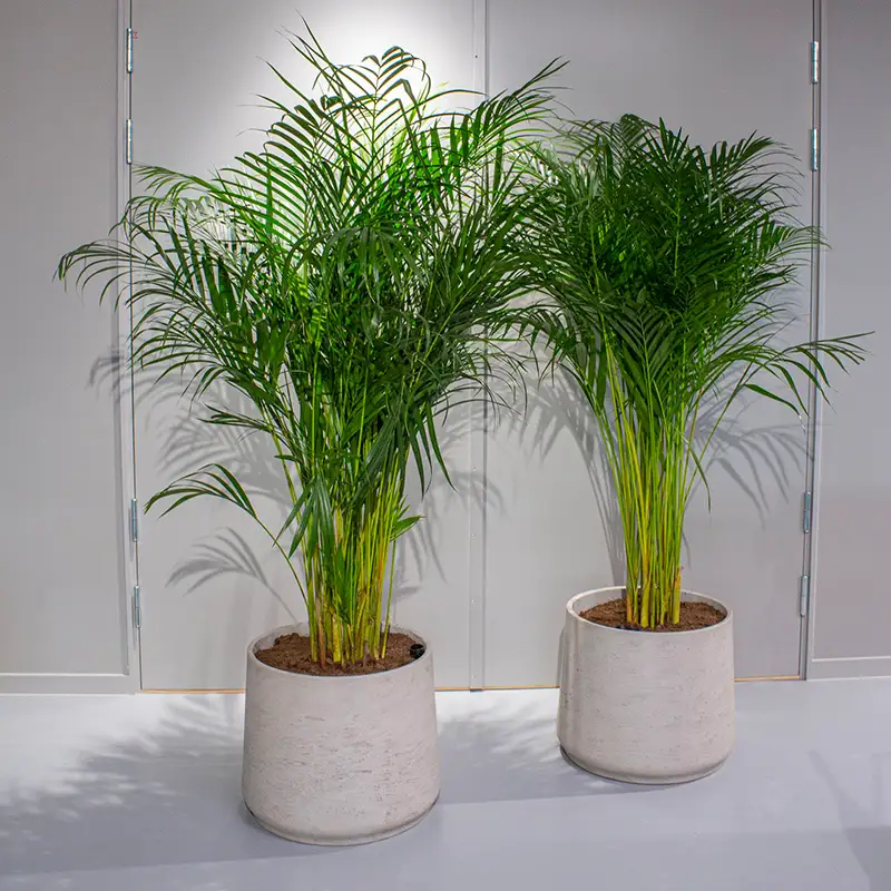 Areca planter,