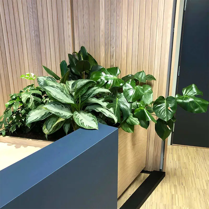 Plantekasse med grønne planter,