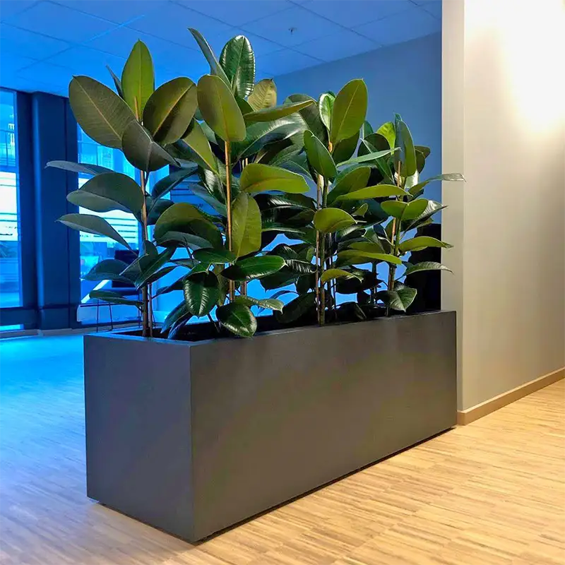 Krukke med ficus elastica,