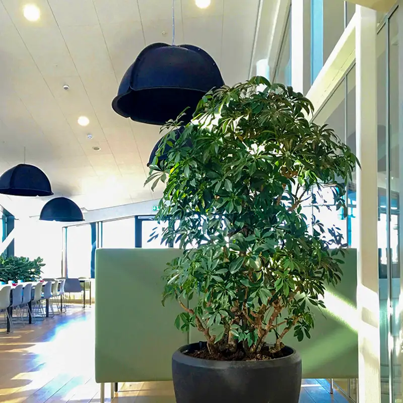 Schefflera,