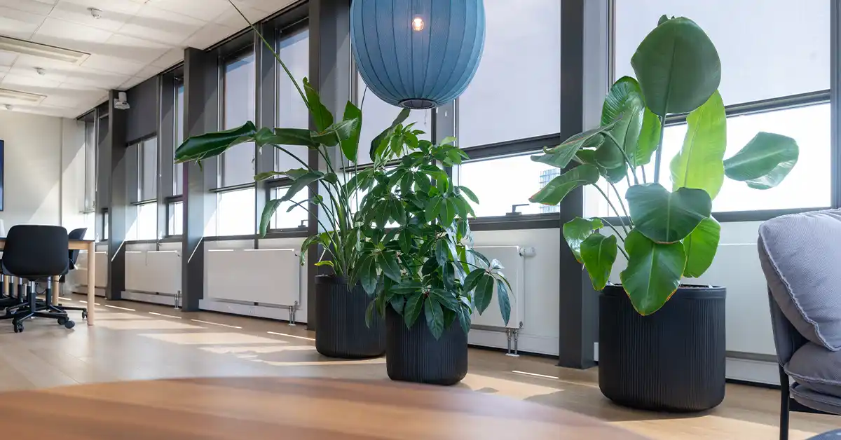 De 12 beste luftrensende plantene til kontoret,