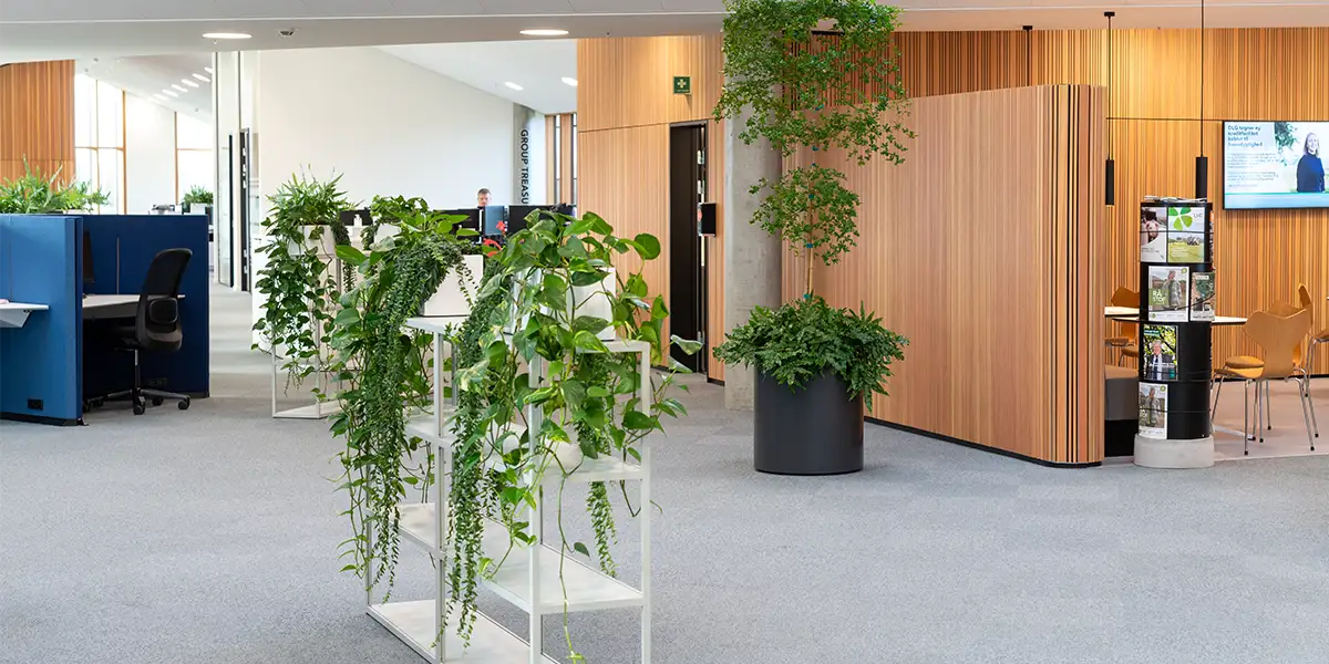 Hvordan planter forbedrer inneklimaet,