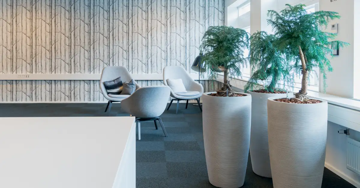 Kontorplanter til lyst kontor,