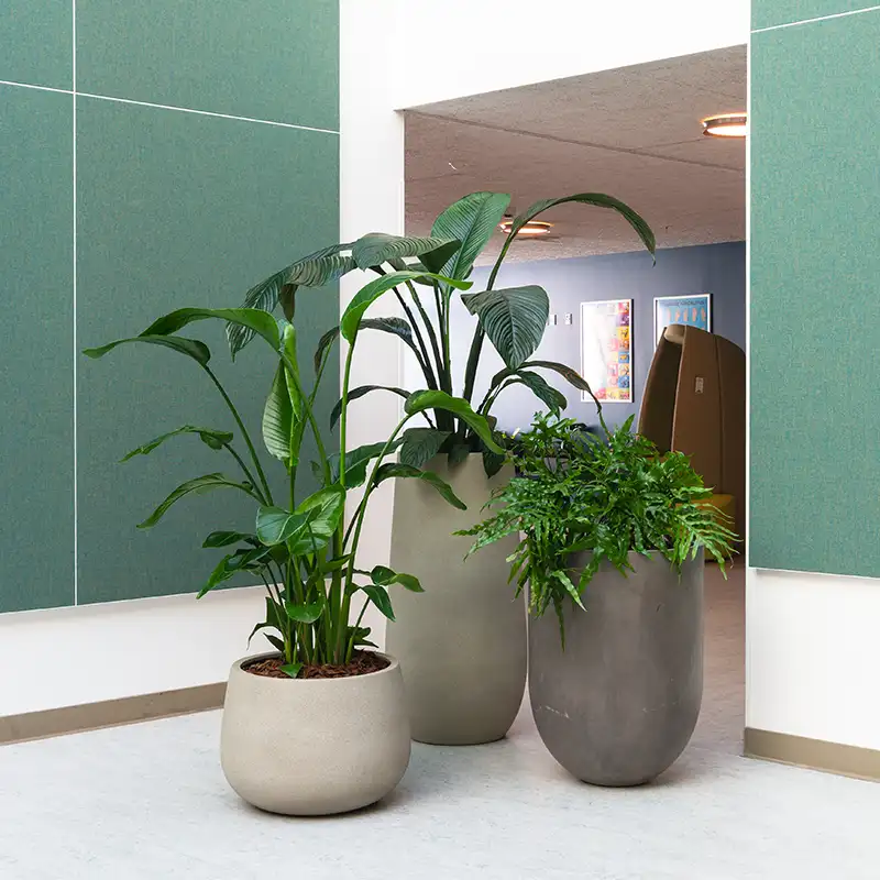 Kontorplanter,