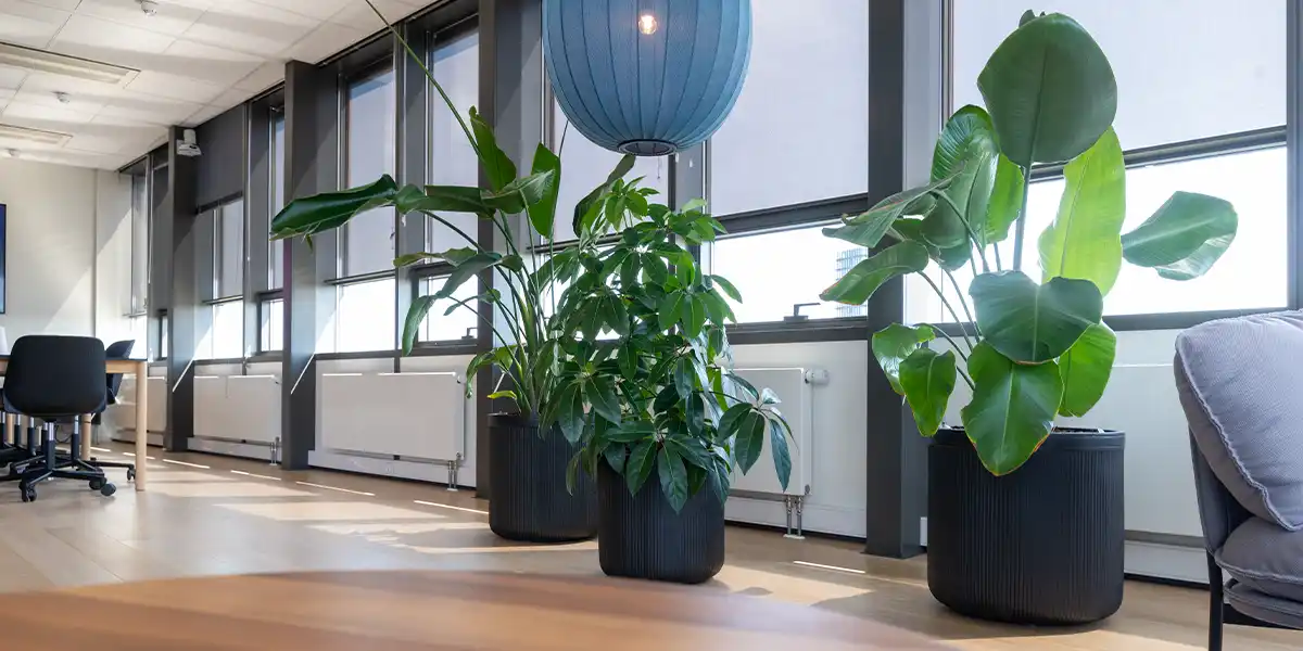 Luftrensende plantene til kontoret,