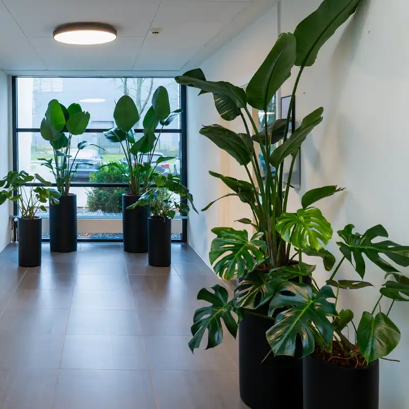 Luftrensende planter,