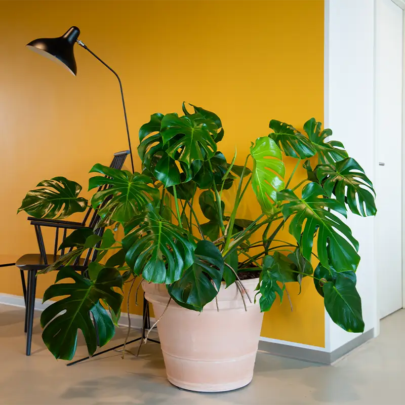 Monstera,