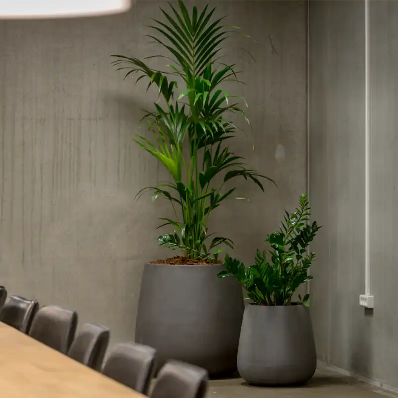 Planter til kontoret,