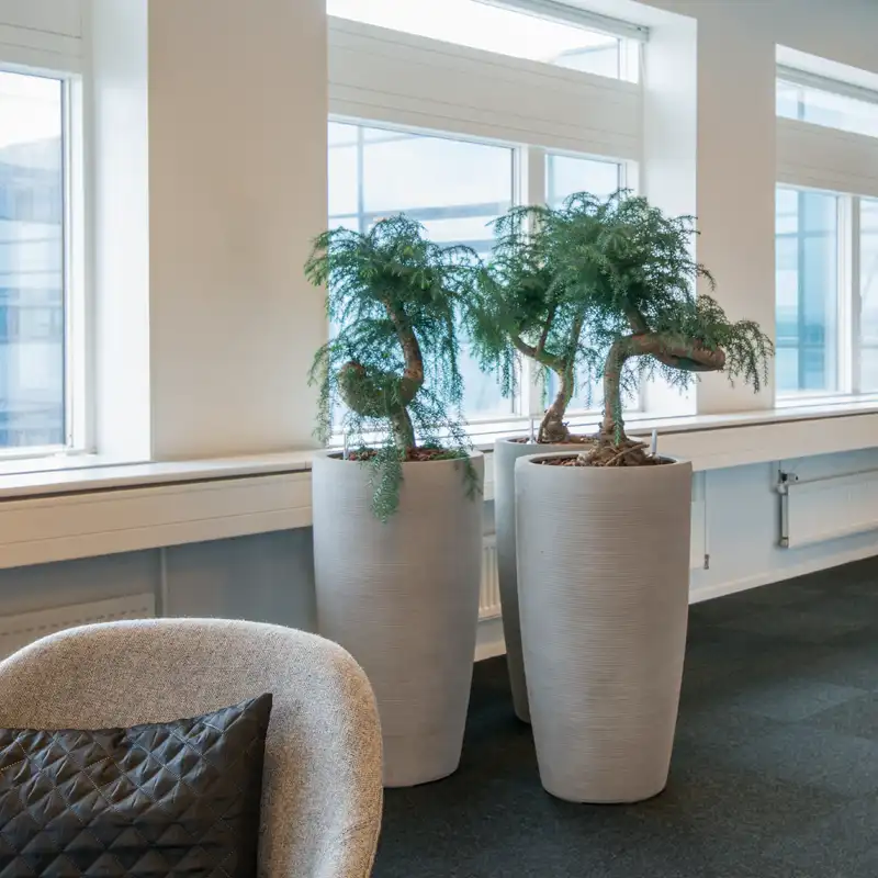 Planter til lyst konto,