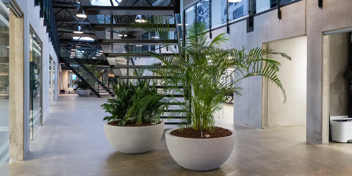 Store grønne kontorplanter,