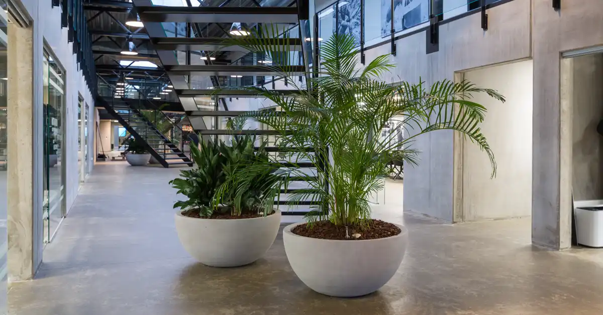 Store kontorplanter,
