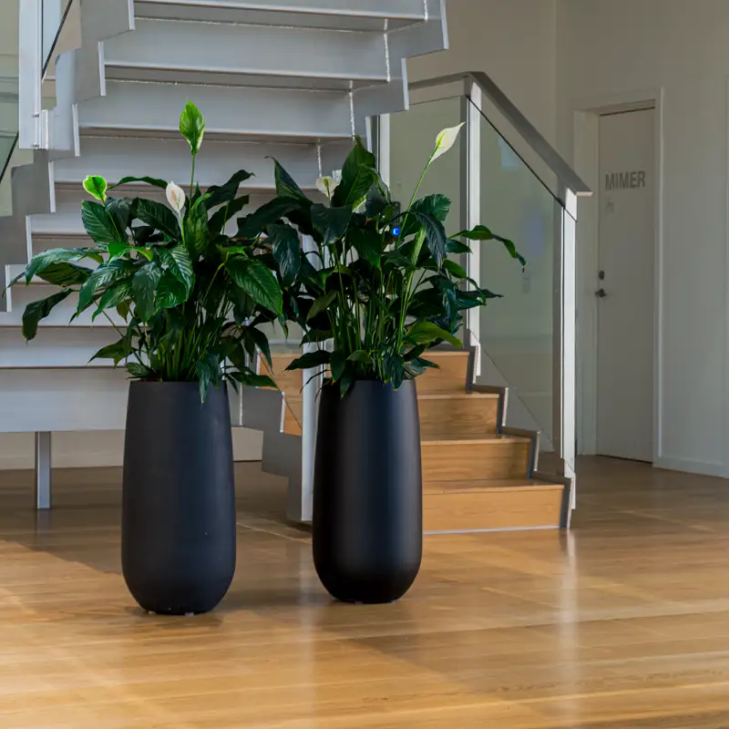 kontorplanter lite lys,