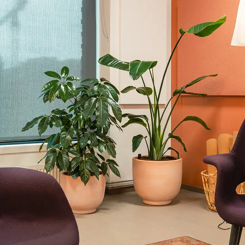 Planteservice Oslo,
